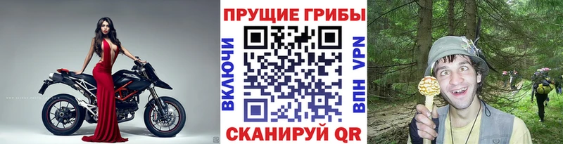 где найти наркотики  это формула  Псилоцибиновые грибы Magic Shrooms  Снежногорск 